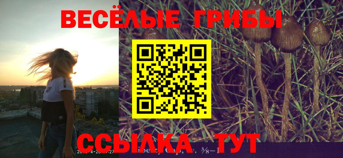 Псилоцибиновые грибы Psilocybe Барнаул