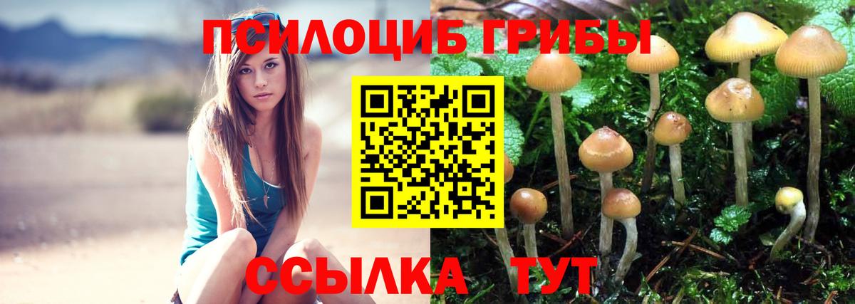 Псилоцибиновые грибы Psilocybe Барнаул